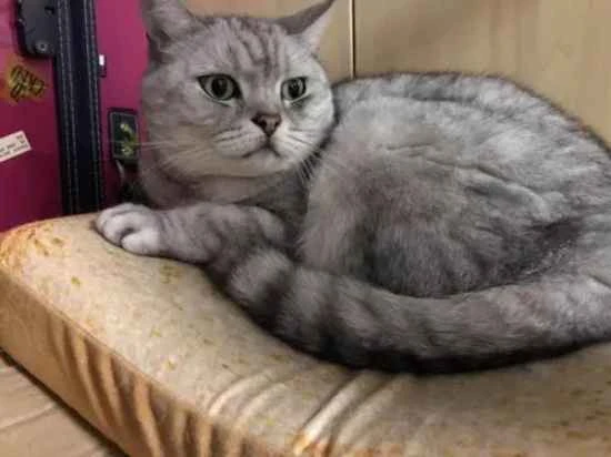 What should I do if my kitten is timid and afraid of people?