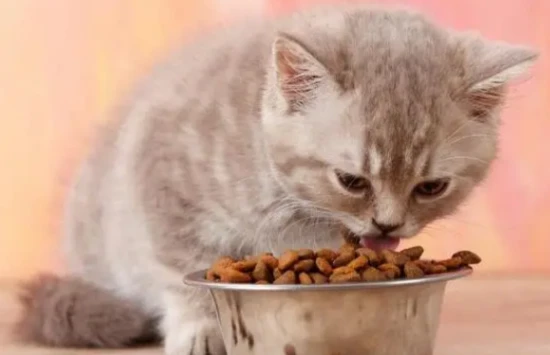 How many times a day should a cat be fed?