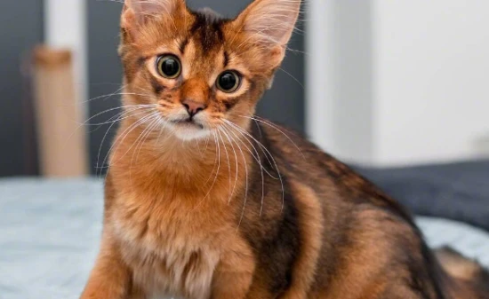 Why do cats' noses turn black?