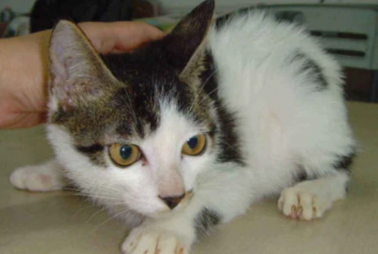 Do you know the best age for cats to get vaccinated and the optimal time for vaccination?