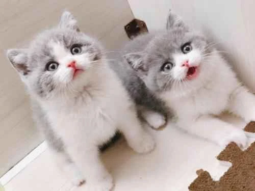 Why do cats like to bite their owners? Reasons for cats gently biting their owners.