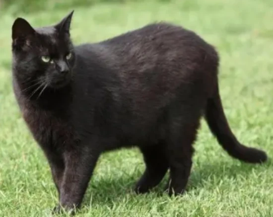 Do pet cats need to have their fur shaved?