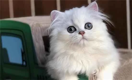 How many colors can a cat see?