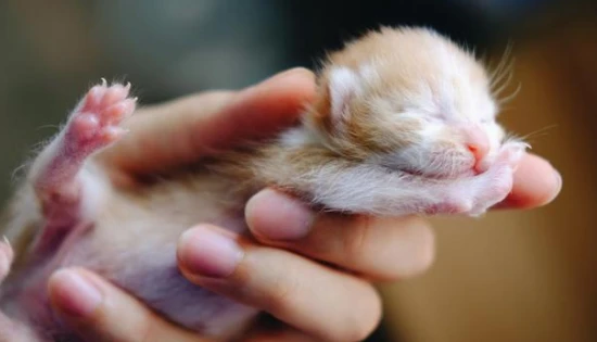 How to wean a kitten