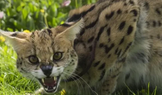 Why do cats like to carry food out of their bowls?
