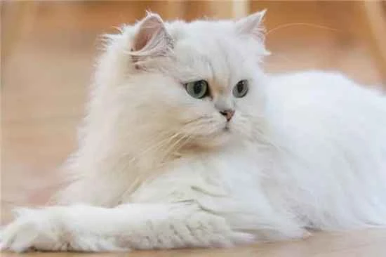 Can cats eat cabbage?