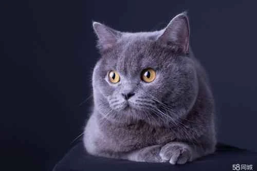 Why do cats urinate on the bed?