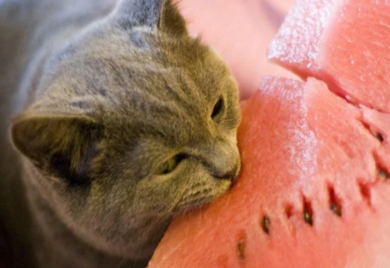 Cats can eat watermelon