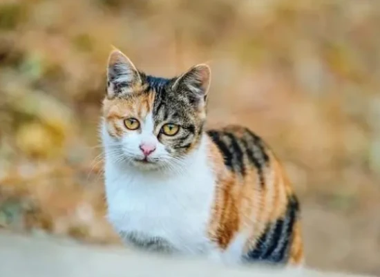 Do cats' fur grow longer in winter? How can I care for it to avoid static electricity?