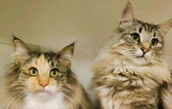 Can cats be kept outdoors in winter?