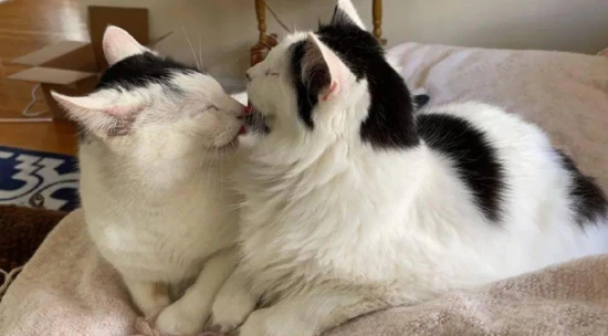 What does it mean when cats lick each other's fur?
