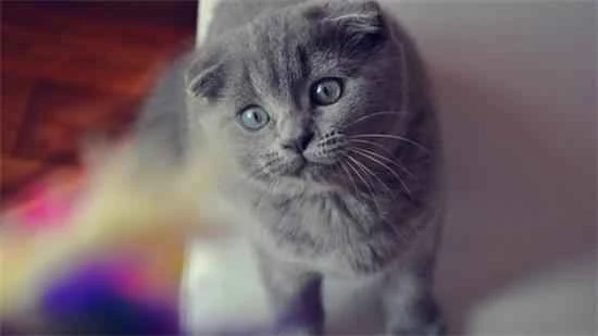 Do I need to turn on the air conditioner if I keep a cat in the summer?