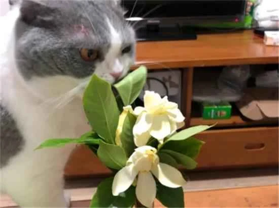Can cats smell gardenias?