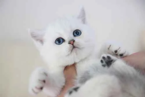 Can cats transmit plague? How can plague be prevented?