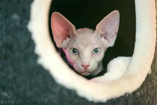 Common Misconceptions about Cat Feeding