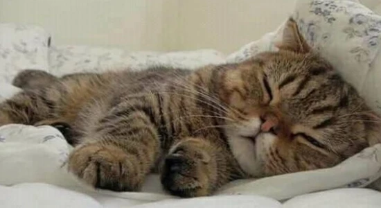 What to do when your cat wakes up in the middle of the night and keeps bothering you?