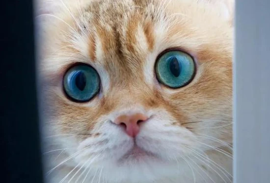 Ranking of the rarity of cat eye colors