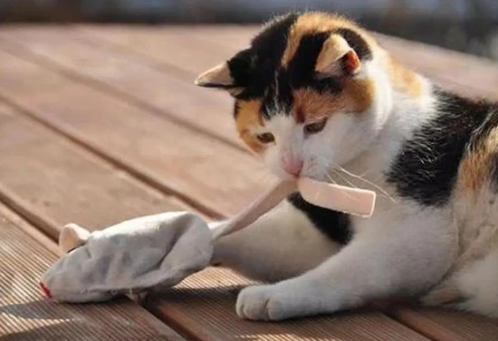 Do cats hate the smell of mothballs?