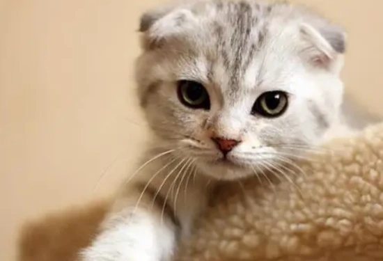 Are Scottish Fold cats easy to care for?