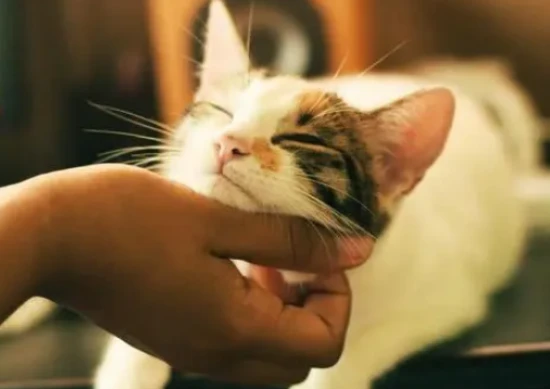 Can you still keep a cat that holds a grudge after being hit?