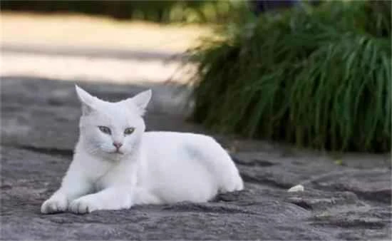 Is it good or bad luck to have a white cat at home?