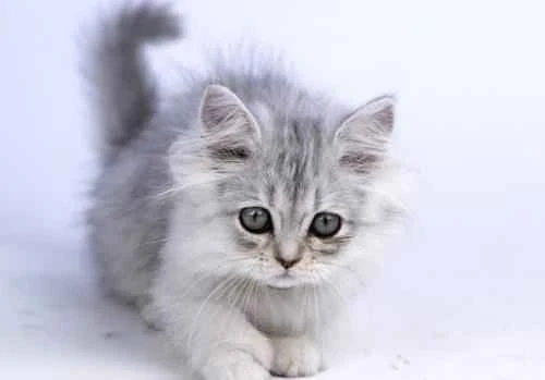 The cat has black, coal-like ash on its mouth.