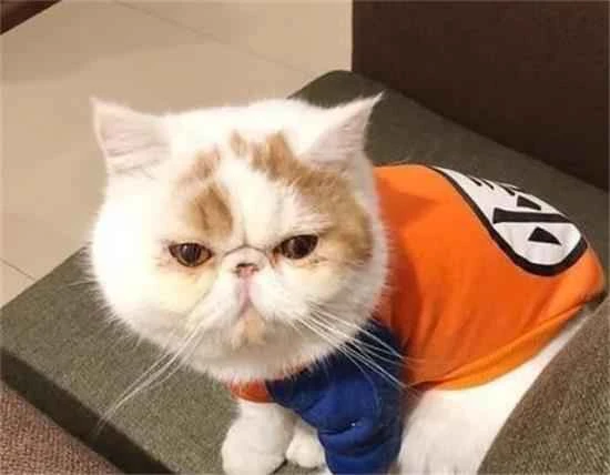 Three types of cats that "naturally smell bad" and three types of cats that "naturally smell good"!