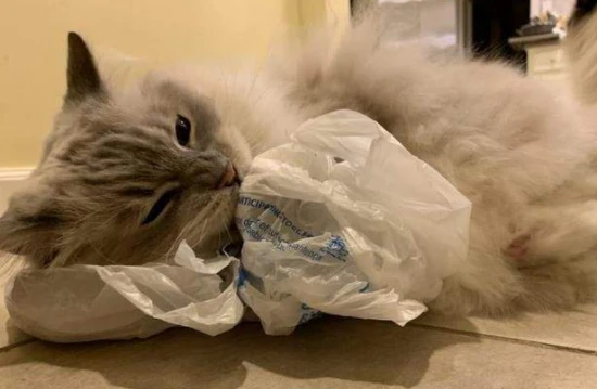 Why do cats eat plastic bags?