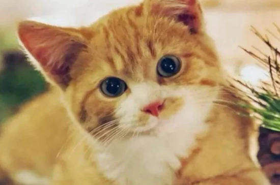 Can cats eat raw shrimp?