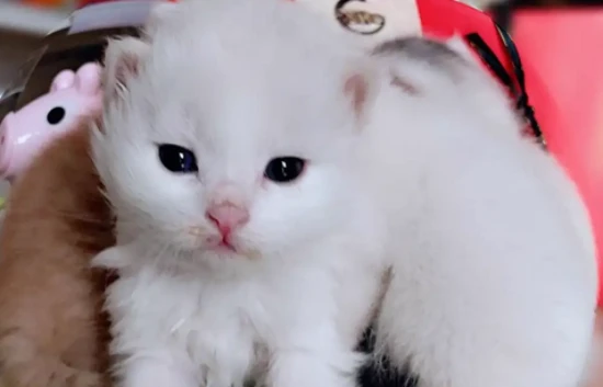 What to do if a newborn kitten refuses to nurse?