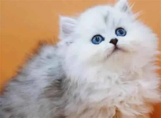 Feeding tips for Chinchilla cats