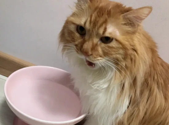 Can cats and dogs share a water bowl?