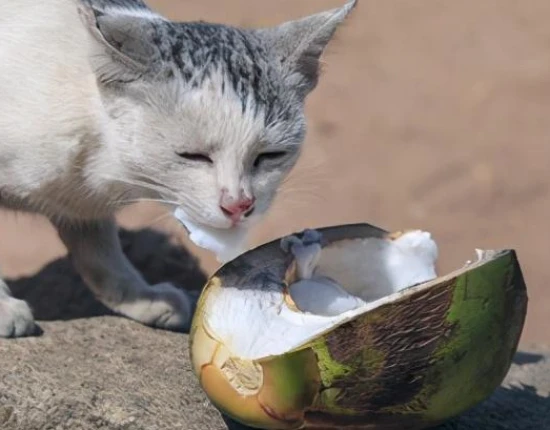 Can cats eat coconut meat?