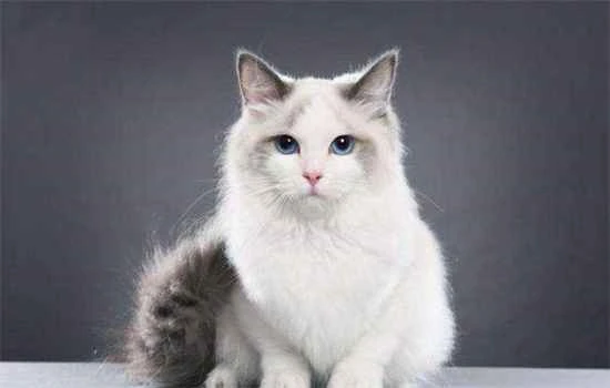 My kitten is too clingy and meows as soon as I leave. How can I improve this?