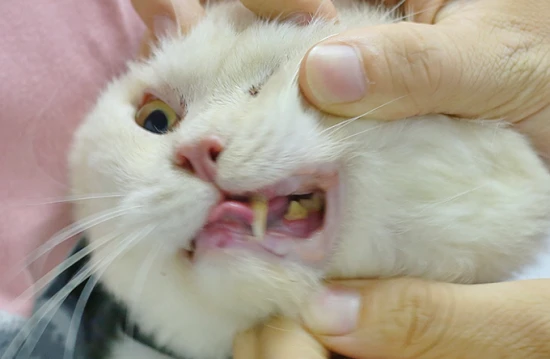 Why do cats have all their teeth extracted?