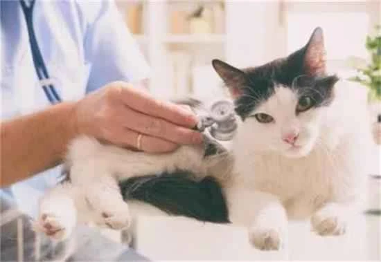 如何让猫咪知道你很爱它？铲屎官们快来学习爱的表达