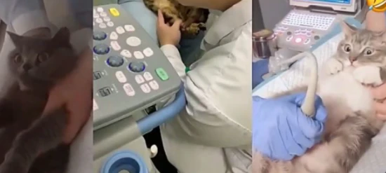 How much does a cat ultrasound cost?