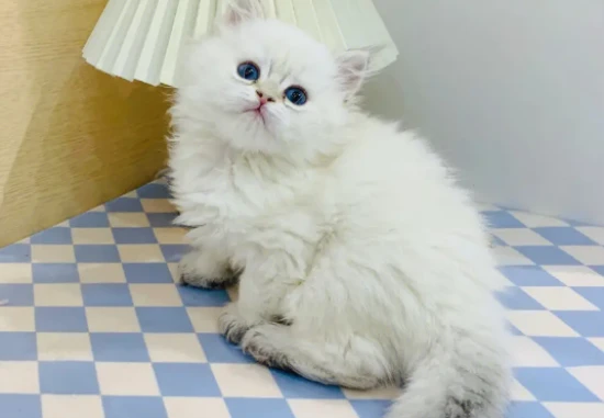 How can I make my cat's fur fluffy?