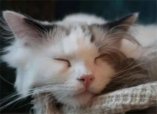 猫的尾巴有什么作用和特点