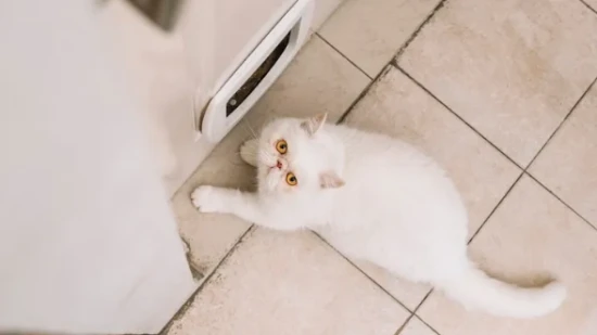 Reasons and solutions for cat shedding