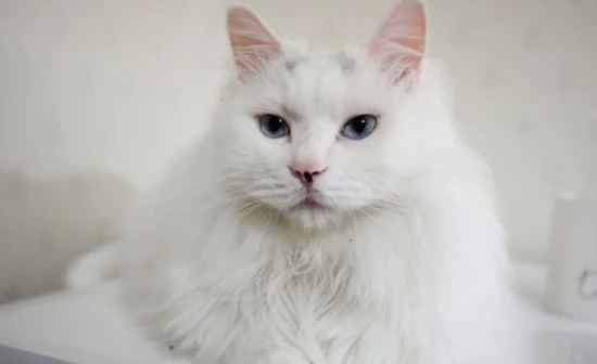 Adverse symptoms in cats after vaccination