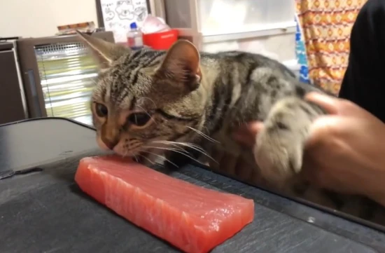 What are the benefits of cats eating skipjack tuna?