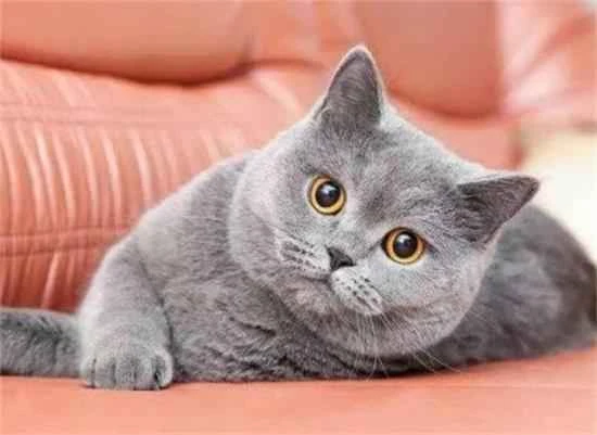 “自带臭味”3种猫和“自带香味”3种猫！