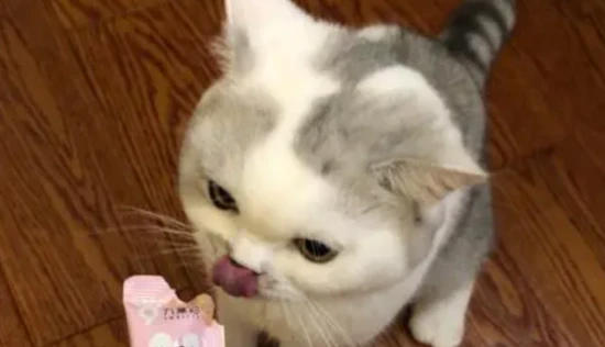 What are some cat palatability enhancers?