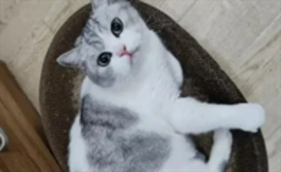 What are the signs that a cat is hungry?