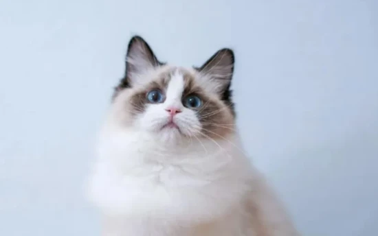 Six cat breeds widely recognized as the "least smelly" – they don't need a bath in a long time, and they still smell wonderful.