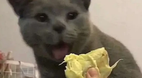 What happens when a cat eats durian?