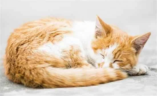 Why do cats like to eat toilet paper?