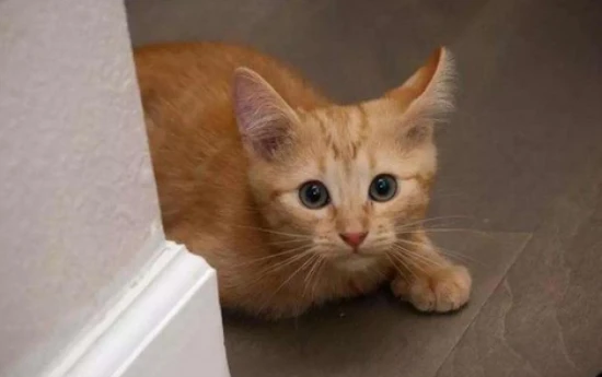 Is a 6-month-old kitten considered an adult cat?