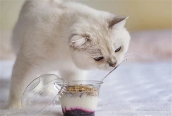 Can cats eat yogurt? Why?